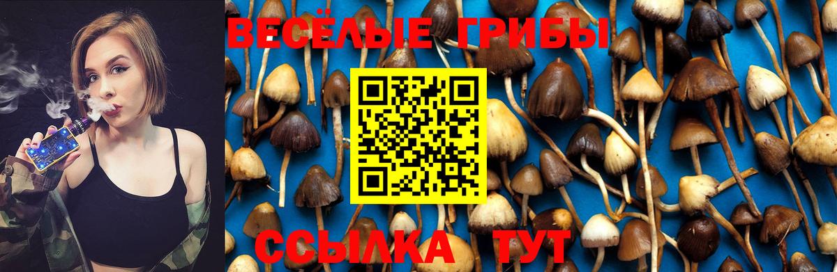 где найти наркотики  Ирбит  Псилоцибиновые грибы Psilocybe 